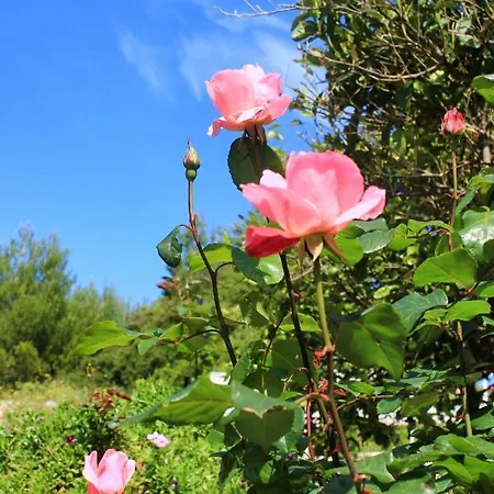 By The Sea Lumbarda, Korcula - 4440 *