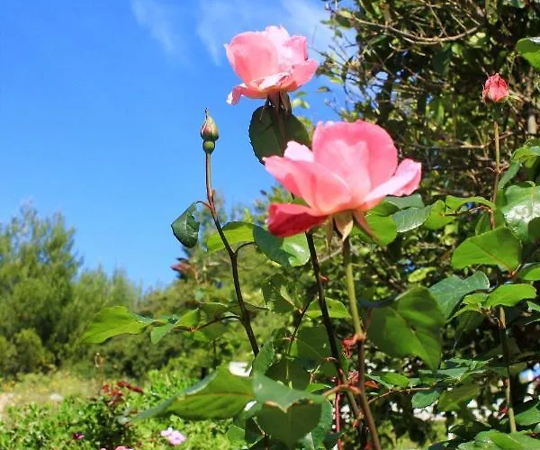 By The Sea - Korcula - 4440 *